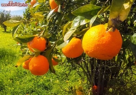 domenica 12 gennaio: Cicloverdi alla Festa del Mandarino al Fusaro